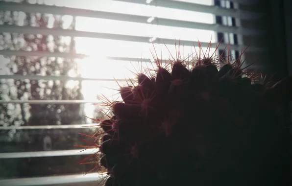 Dawn, morning, cactus