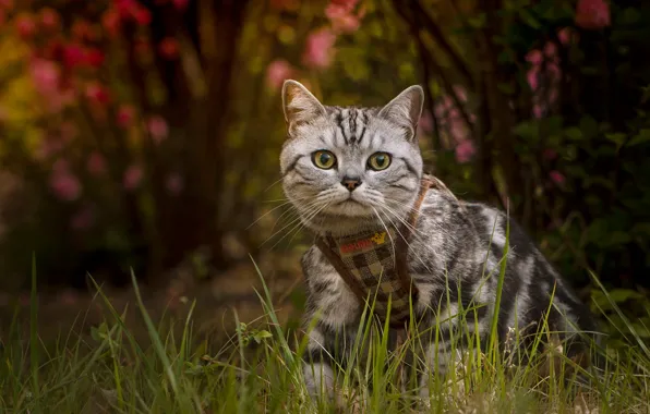 Cat, grass, cat, look, nature, pose, garden, walk