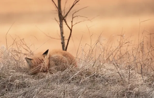 Nature, background, Fox