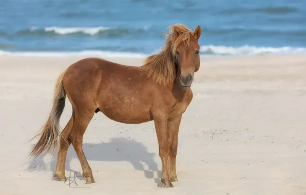 Picture animal, horse, animal, horse, handsome, handsome