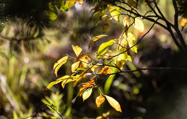 Autumn, forest, trees, yellow, foliage, autumn forest, autumn leaves, autumn trees