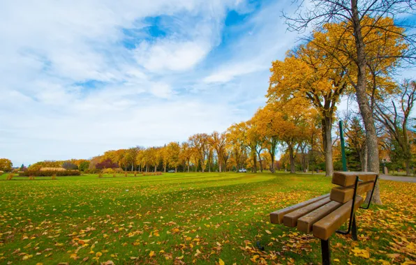 Picture road, autumn, grass, leaves, trees, Park, car, bench