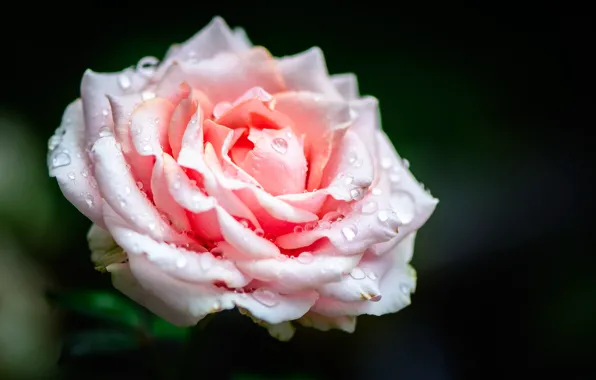 Close-up, the dark background, pink rose, drops