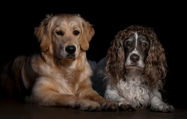 Dogs, look, face, two, portrait, pair, black background, a couple