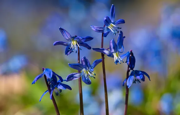 Flowers, stems, spring, blue, bokeh, Scilla