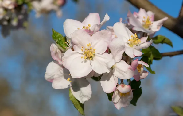 Leaves, light, flowers, branch, spring, white, Apple, flowering