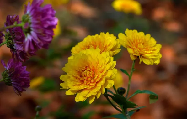 Picture Drops, Bokeh, Bokeh, Drops, Yellow flowers, Yellow flowers