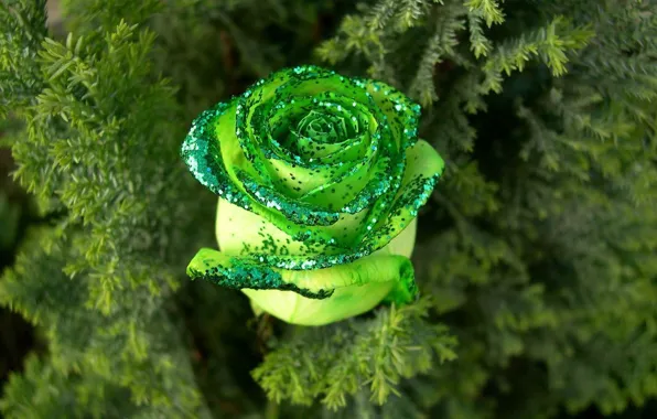 Rose, Greens, sequins