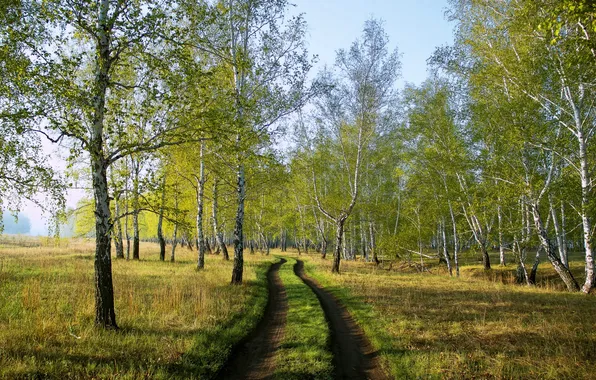 Road, forest, birch