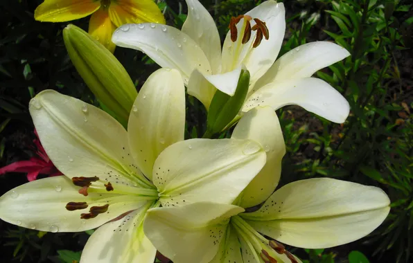 Picture Lily, white, a lot