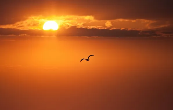Picture the sky, clouds, sunset, bird