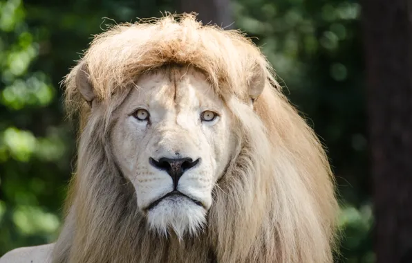 Picture cat, mane, face, white lion, look