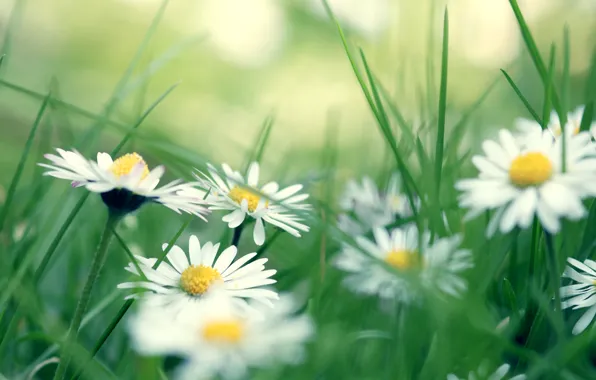 Picture grass, chamomile, daisies