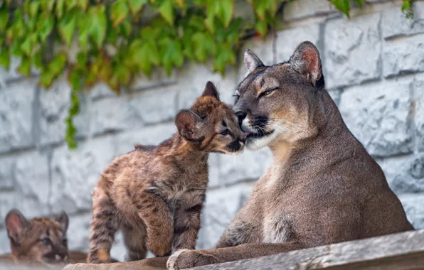 Picture wall, baby, weasel, wild cats, Puma, cub, mom, zoo