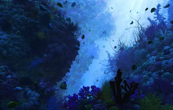 Fish, algae, the bottom, depth, corals