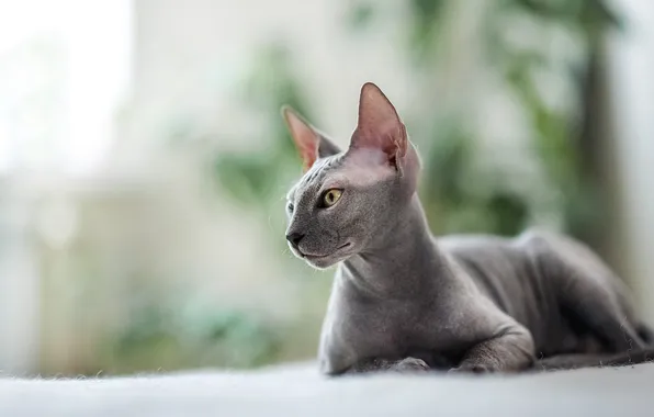 Cat, cat, look, pose, kitty, grey, lies, face