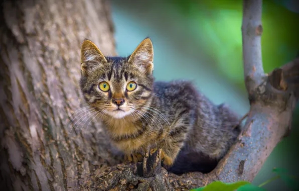 Look, tree, muzzle, kitty, on the tree