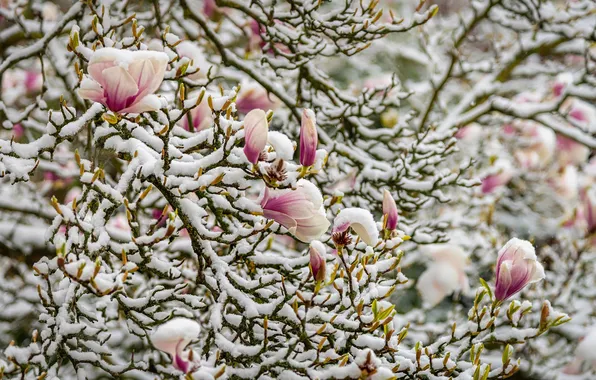 Flowers, branches, Magnolia