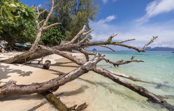 Nature, Shore, Driftwood