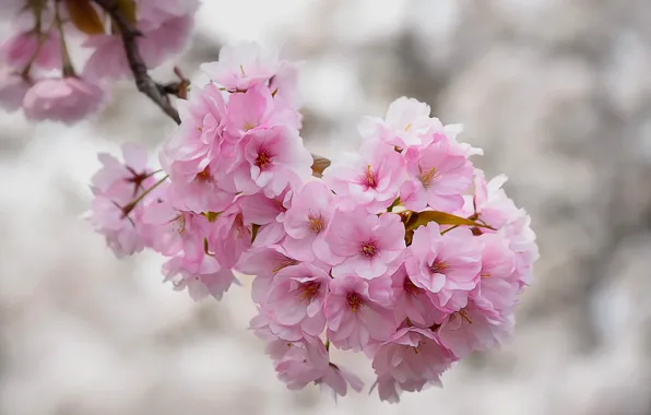 Macro, flowers, branches, cherry, texture, Sakura, flowering