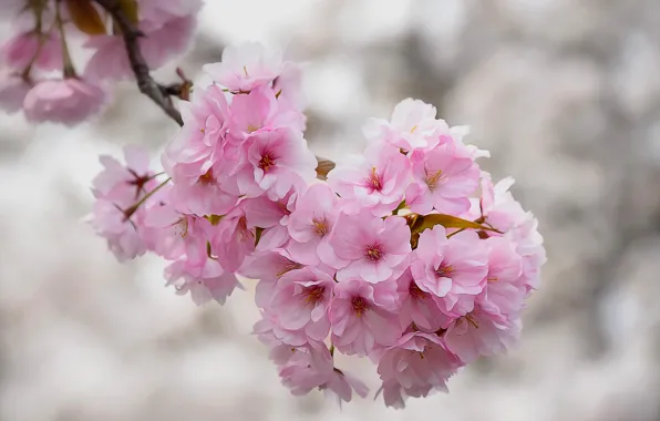 Macro, cherry, branch, texture, Sakura, flowering, flowers