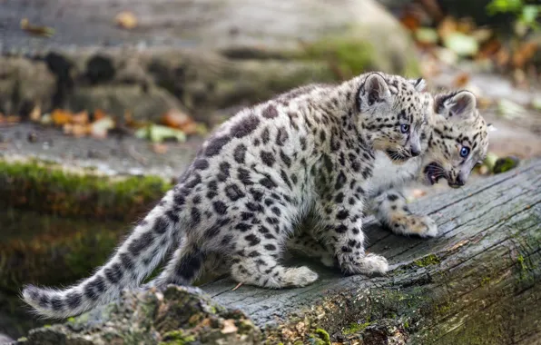 Picture IRBIS, snow leopard, kitty, a couple, Leopard