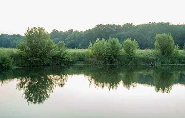 Picture forest, summer, the evening, Kursk