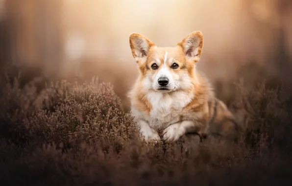 Picture look, dog, face, Heather, Welsh Corgi