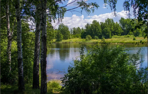 Picture greens, trees, nature