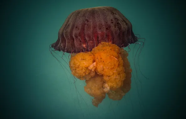 Picture the ocean, underwater world, Peru, Lima, Medusa, Jelly Fish, Callao