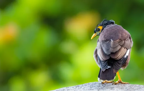 Picture nature, bird, Common Myna