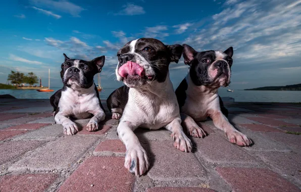 Trio, promenade, Trinity, three dogs, Boston Terrier