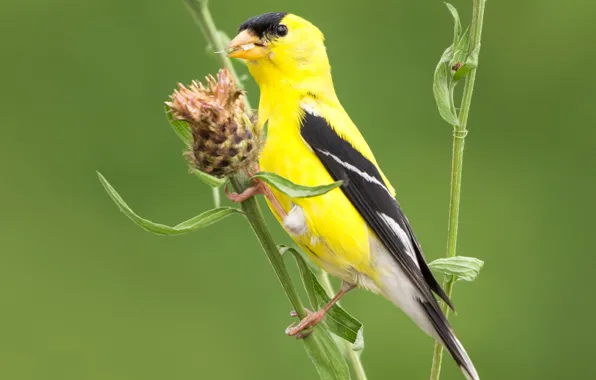 Picture bird, plant, beak, tail, black-headed goldfinch