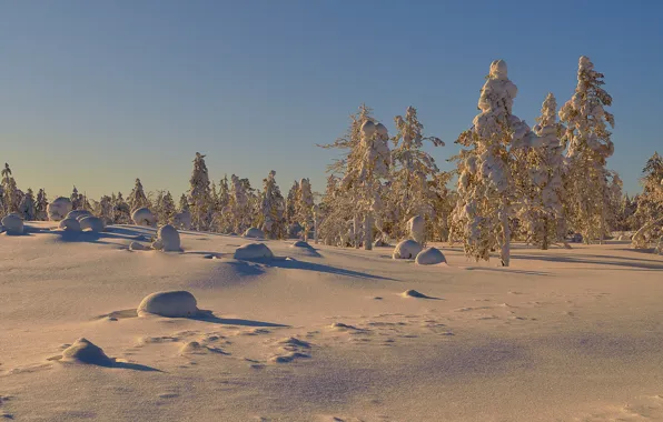 Winter, snow, trees, Sunny day