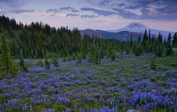 Trees, flowers, mountains, glade, Washington, lupins, Cascade Range, Goat Rock Wilderness
