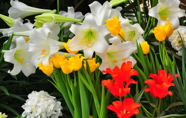 Tulip, Lily, petals, garden, flowerbed