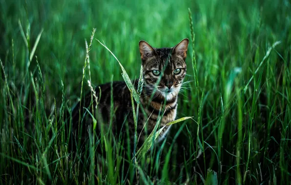 Greens, field, cat, grass, cat, look, face, spikelets