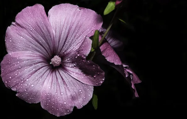 PETALS, ROSA, WATER, DROPS, MACRO, PURPLE, STAMENS