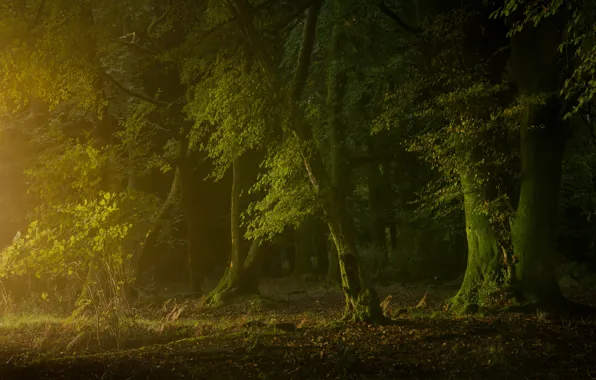 Picture light, trees, foliage, greens, summer, forest, trunk