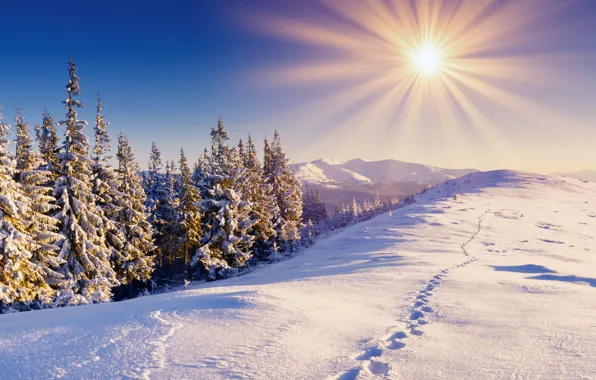Picture winter, forest, the sky, the sun, snow, mountains, traces