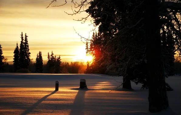 Winter, the sun, snow, trees, branch, the evening, Forest, hemp