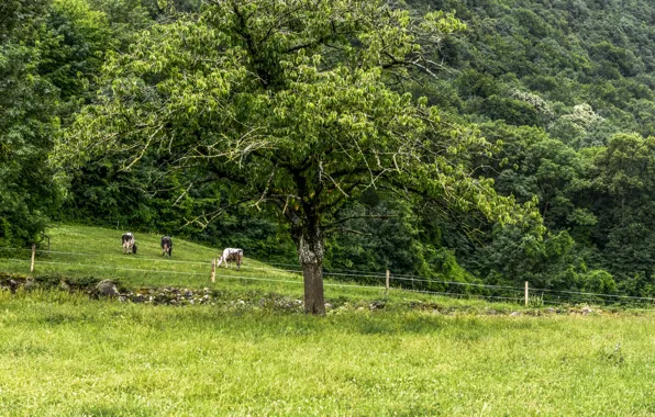 Picture greens, field, grass, green, Summer, summer, grass, field