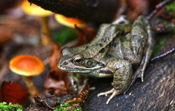 Picture autumn, stones, mushrooms, frog, bokeh