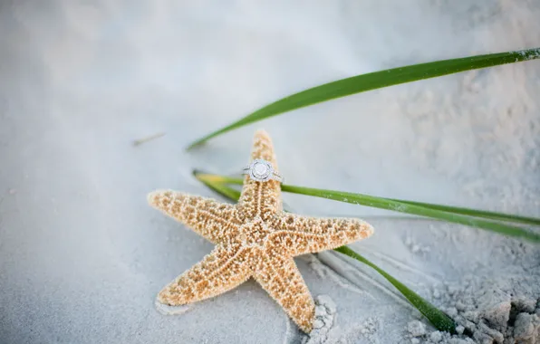 Picture sand, ring, starfish