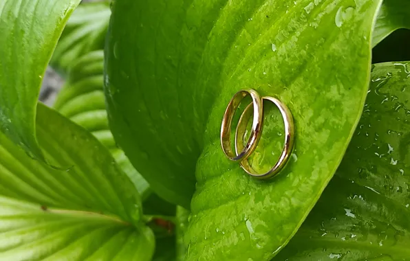 Flowers, ring, holidays