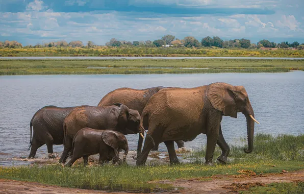Nature, river, elephants, the herd