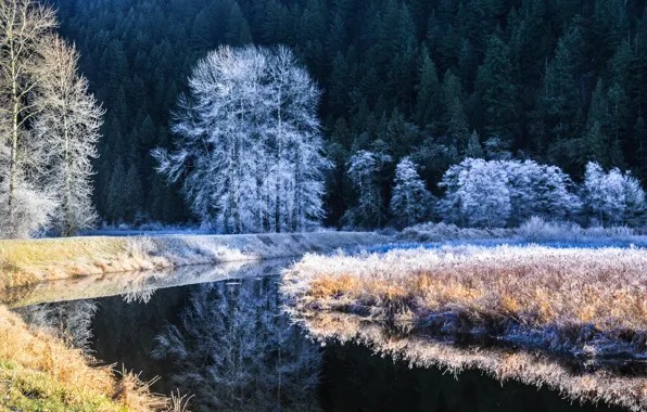 Picture winter, frost, trees, river