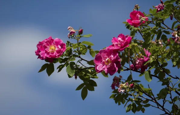 Picture the sky, Bush, roses