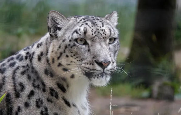 Snow leopard, snow leopard, IRBIS