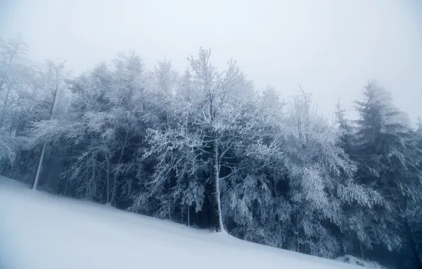 Winter, forest, snow, fog